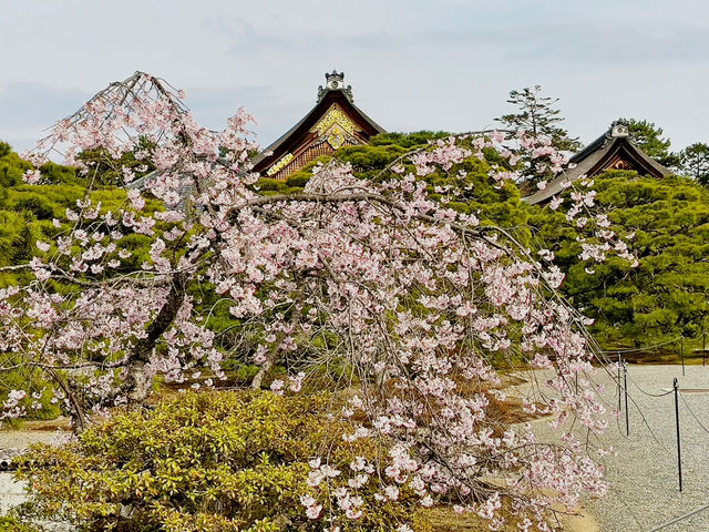 Your Solo Stroll Through Imperial Spring 