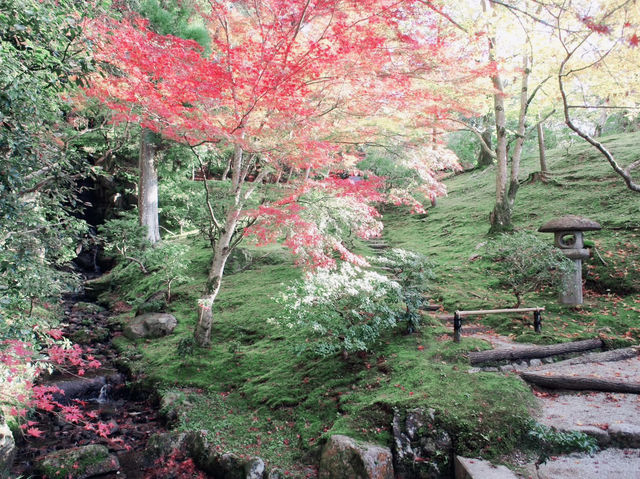 An Emperor's Autumn: A Solo Visit to Shugakuin Imperial Villa
