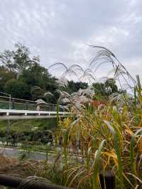 🌳🍁숲길에서