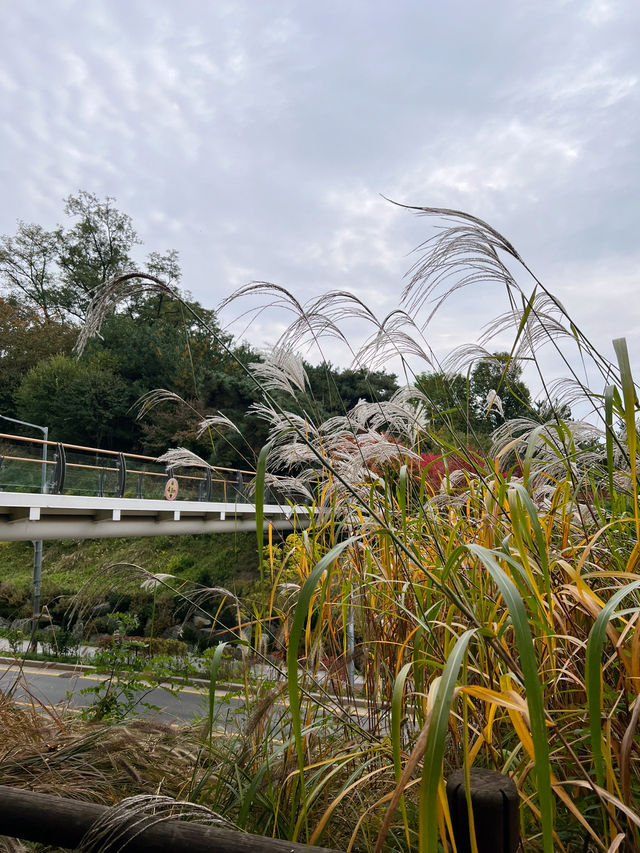 🌳🍁숲길에서
