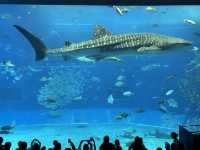 沖繩必去地方-長瀨島、美國村、海洋館、玉泉洞、（食）阿古豬