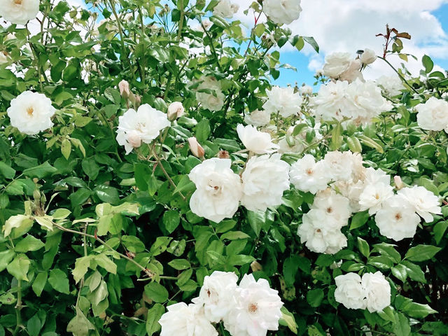 靛藍之心：南澳甘比爾山的藍湖奇蹟
