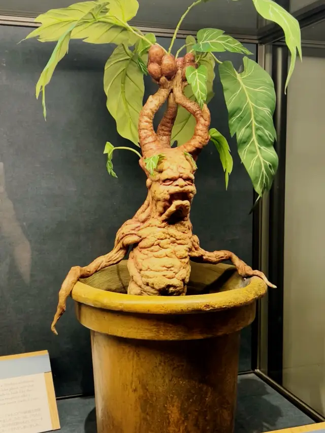 東京哈利波特影城🪄