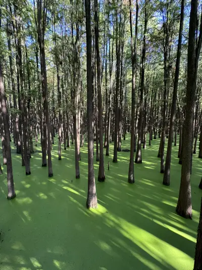 最新】青山湖水上森林郊野公園 - チケット、営業時間、口コミ、写真