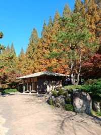 가을빛이 부드럽게 내려앉는 숲