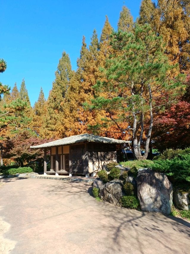 가을빛이 부드럽게 내려앉는 숲 가을빛이 부드럽게 내려앉는 숲