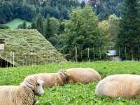 ❄️🏔️ WINTER MAGIC IN LAUTERBRUNNEN VALLEY 🇨🇭✨