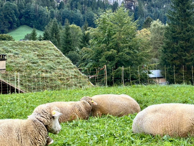 ❄️🏔️ WINTER MAGIC IN LAUTERBRUNNEN VALLEY 🇨🇭✨ ❄️🏔️ WINTER MAGIC IN LAUTERBRUNNEN VALLEY 🇨🇭✨
