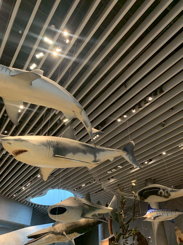 Shanghai Natural Museum 🐒🫎🦕🦖🦑🐋