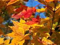 跟著松尾芭蕉的足跡～東北奧之細道賞楓