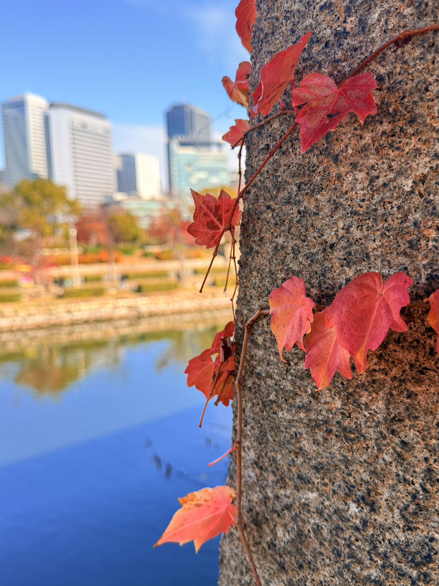 大阪｜連兩年造訪大阪城 看秋日銀杏與楓紅的別樣美感