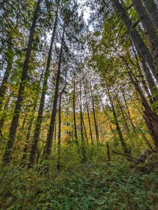 When it comes to Cowichan Valley, autumn is definitely the most beautiful season! 🍁 This trip strictly selected Cowichan River Provincial Park as the main theme, sunny weather, orange and mangrove shadows, plus the beautiful scenery of the streets at sunset, walking down is really healing. Cowichan River Provincial Park is not a popular scenic spot, but in autumn, you can feel the golden leaves and sunsets