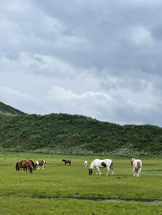 Majestic Misty Scenery of Mount Aso
