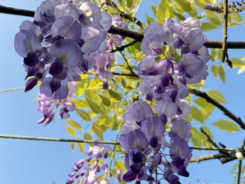 2026 Recommended Wisteria flower viewing in Zihteng Coffee Farm