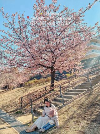 日本の春の旅程：早咲き桜スポット。