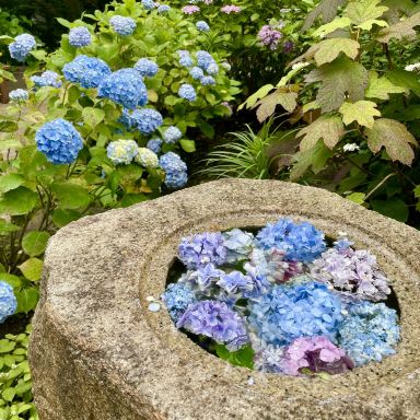 紫陽花に包まれる、鎌倉・長谷寺の特別な時間 | Trip.com 鎌倉