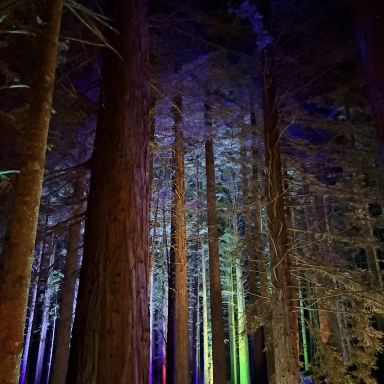 NZ Rotorua】 夜のRed Tree walk | Trip.com ロトルア