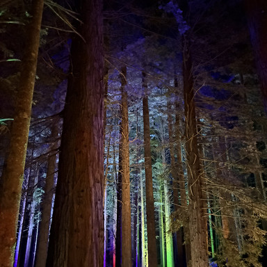 NZ Rotorua】 夜のRed Tree walk | Trip.com ロトルア