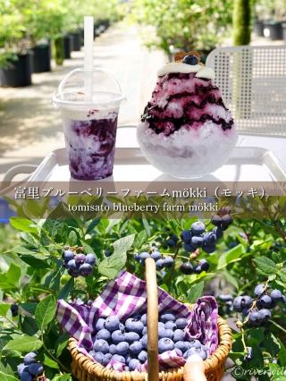 【千葉】夏季限定！ブルーベリー狩りが時間無制限で食べ放題！お菓子も絶品