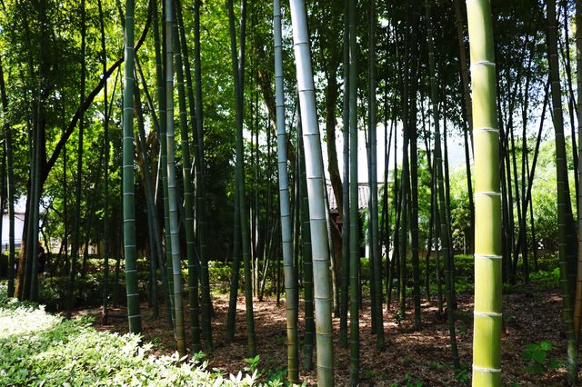 🎑 A Tranquil Escape: 兰亭 in Shaoxing 🌳