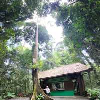 보르네오섬 말레이시아 Tawau Hill Park, 약 90미터 나무를 만나다.