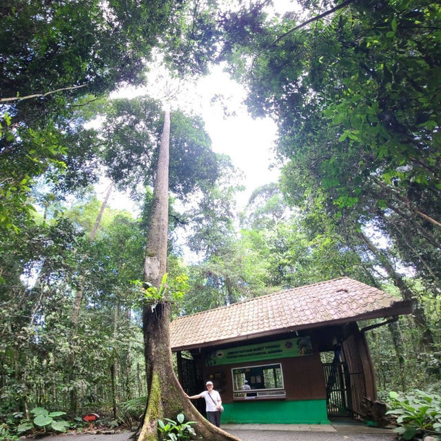 보르네오섬 말레이시아 Tawau Hill Park, 약 90미터 나무를 만나다.