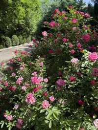 Spring Escape: Dushanbe’s Botanical Garden