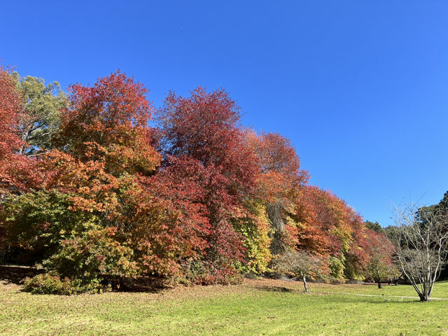 Adelaide 紅葉🍁秘景