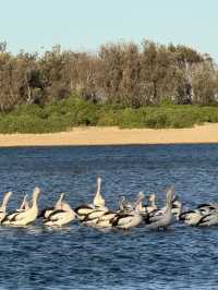 【シドニー郊外】癒し旅。Terrigal Beachでのんびり海ランチと、かわいいペリカンたちに会える場所