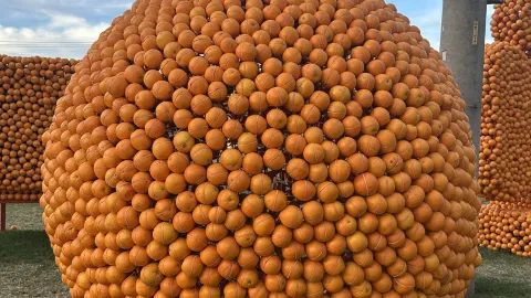 🍊 Australia's Giant Citrus Sculptures — Griffith's Hidden Gem! — traveler post in Griffith