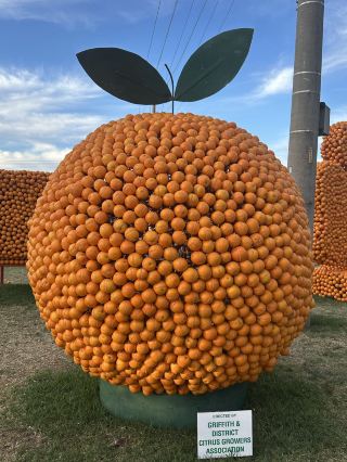 🍊 Australia's Giant Citrus Sculptures — Griffith's Hidden Gem!
