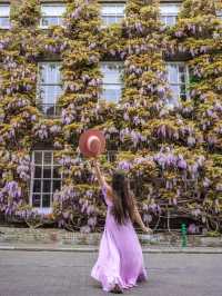 Where to see the wisteria around London