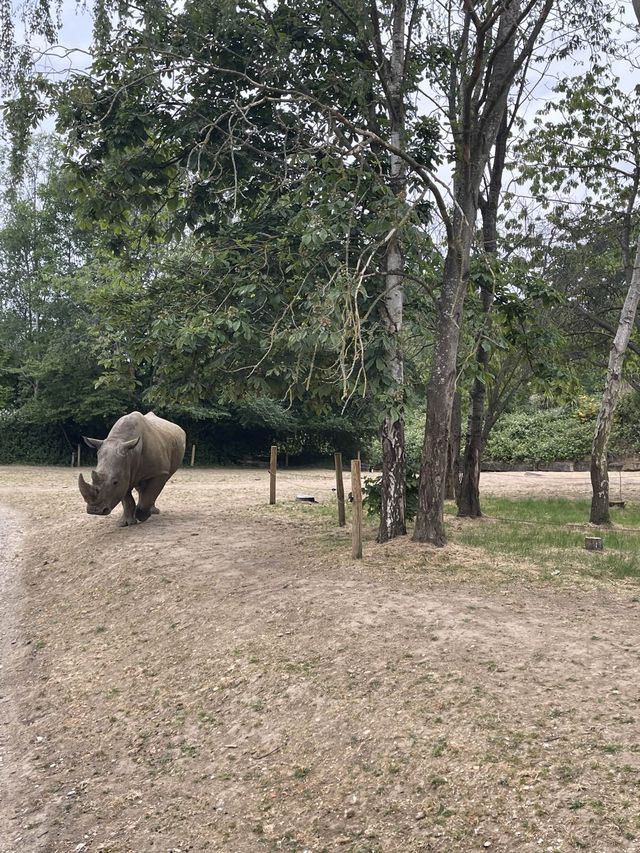 新設新園區 Chessington World of Adventures 切斯頓冒險世界