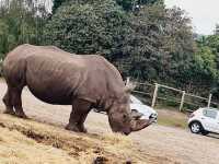 West Midland Safari Park 🇬🇧