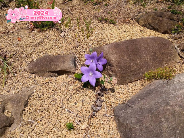 Tegarayama Botanical Garden, Himeji 🇯🇵