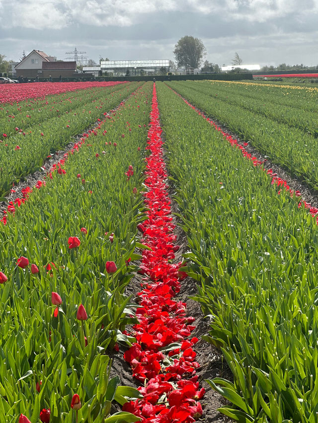 De Tulperij; A Free Tulips Field in Voorhout