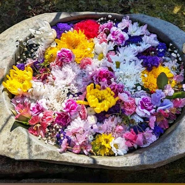 🌸河津賞櫻大道🌸超美賞櫻花熱點🌸