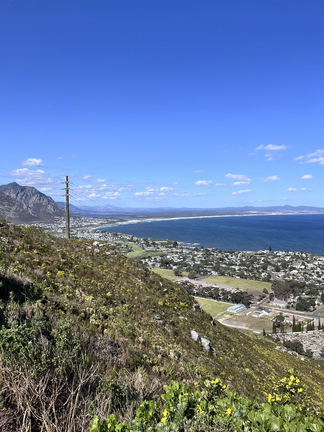 Hermanus Bay Whale Watching – Front-Row Seat to Ocean Giants 🐋