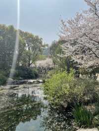 Wuxi’s Cherry Blossom Forest – What a Find!!