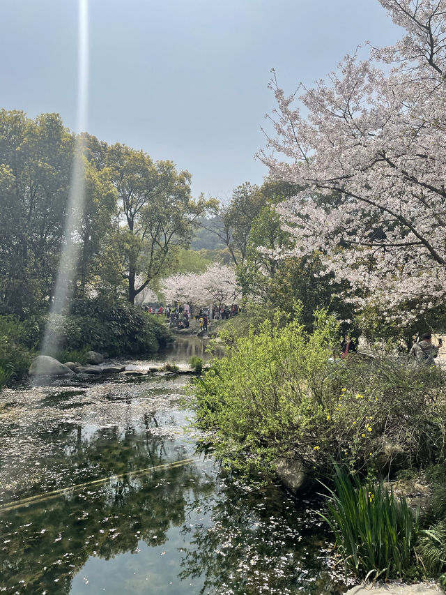 Wuxi’s Cherry Blossom Forest – What a Find!!