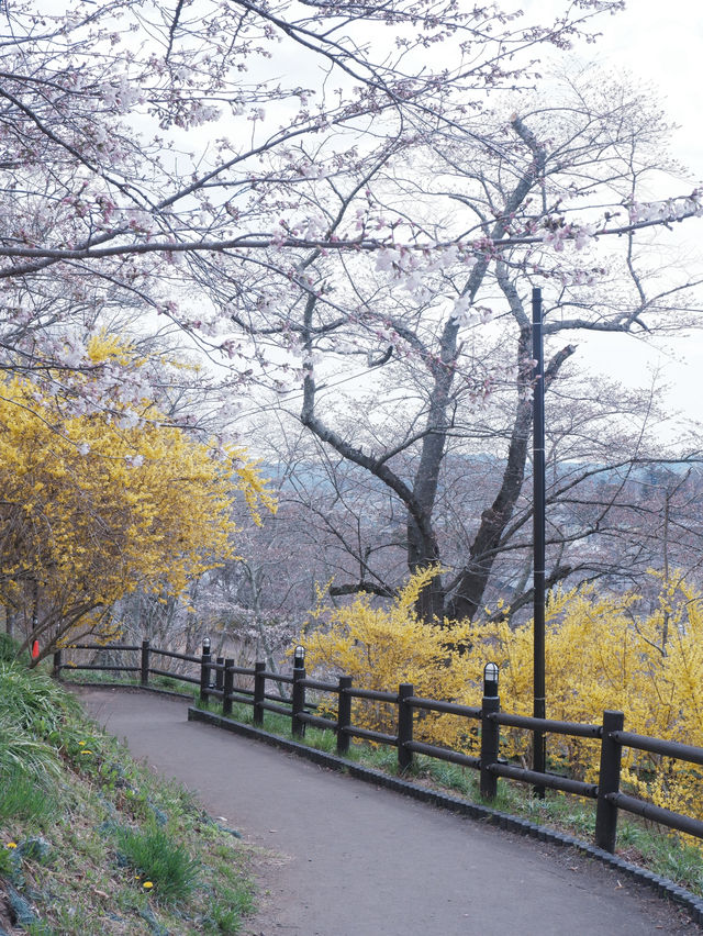 大阪直飛東北：船岡城址公園之花之丘 