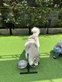 Dog in Town Ari – A Cozy Dog Café in Bangkok  