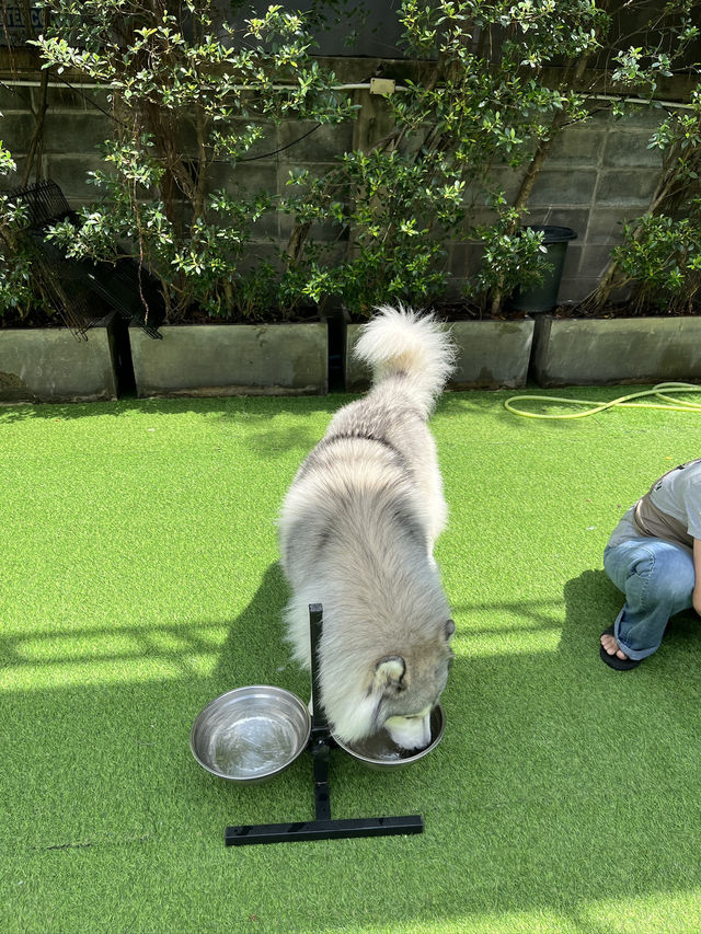 Dog in Town Ari – A Cozy Dog Café in Bangkok  