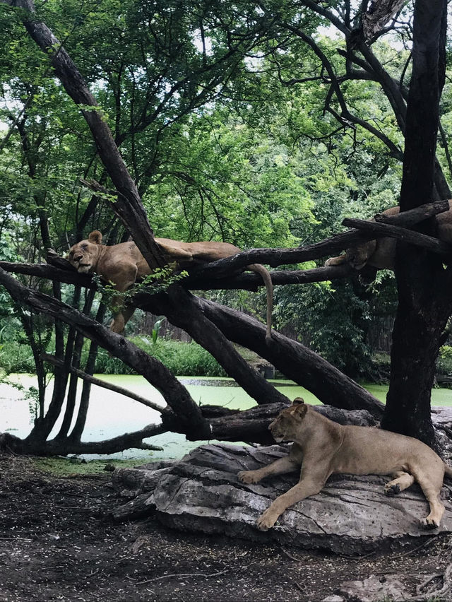 ยีราฟยื่นคอมาเซลฟี่! ซาฟารีเวิลด์มันส์เกินคาด!🦒