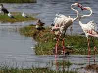 觀鳥天堂～納庫魯國家公園