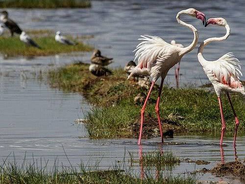 觀鳥天堂～納庫魯國家公園