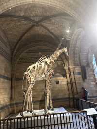 The National History Museum - London 