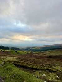 Early Morning Wander