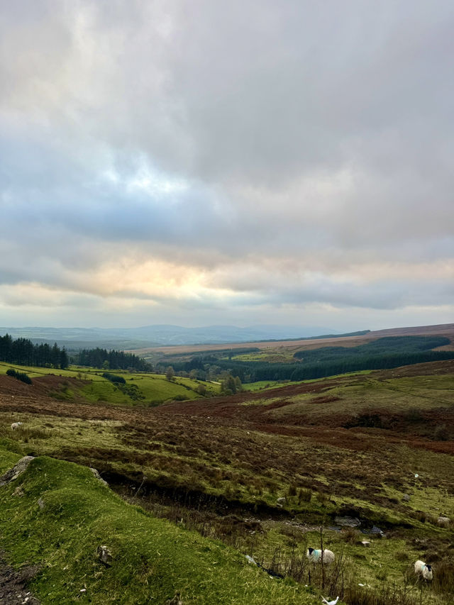 Early Morning Wander