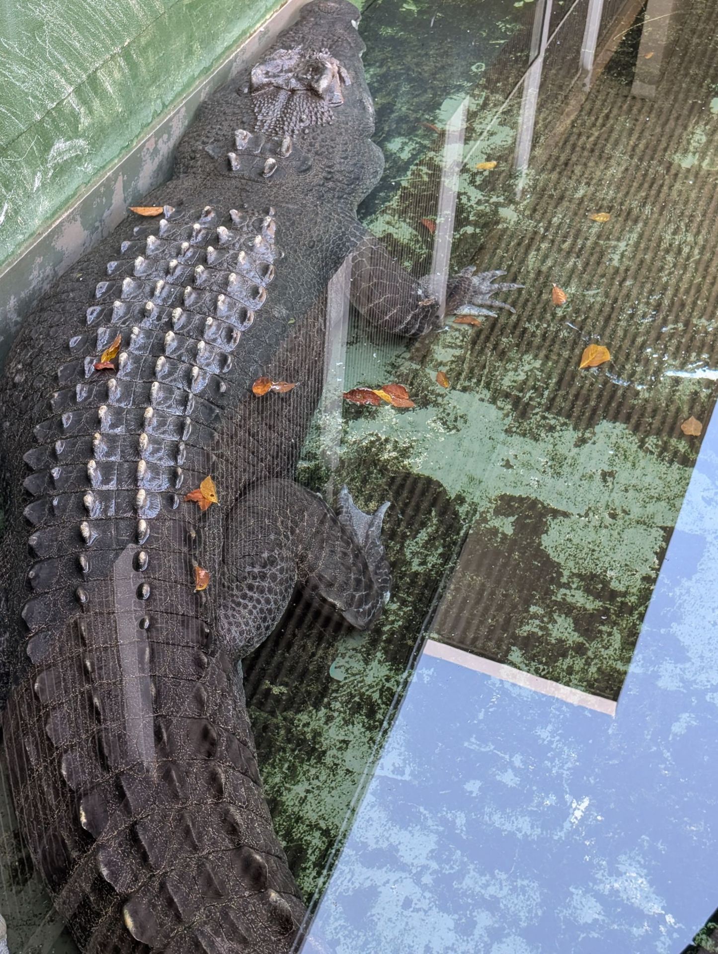 Unforgettable Family Fun at Crocosaurus Cove in Darwin